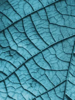 KIT 2 QUADROS DECORATIVOS - COLOR LEAF